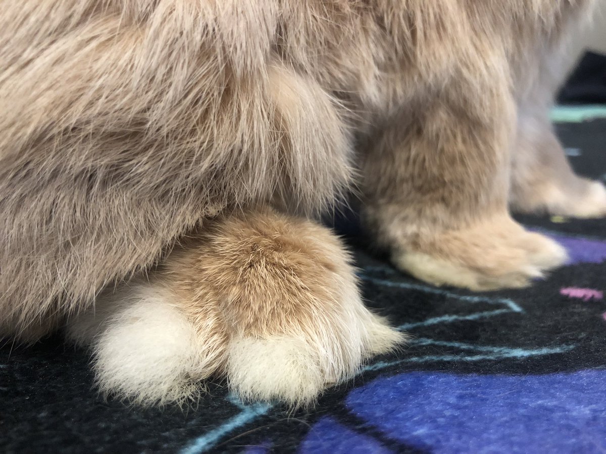bunnyonvt's tweet photo. https://t.co/Ma4IbqZmbT