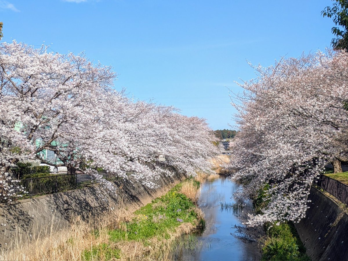 mika_m2's tweet photo. ピクミンたちと川沿いの桜を見ながら散歩してデニーズでモーニングした☕
桜は遠くから見ると満開みたいだけどつぼみがいっぱいあってお花見はしばらく楽しめそう🌸
明日も晴れればいいのに（横浜☔） https://t.co/7HLjrMofEV