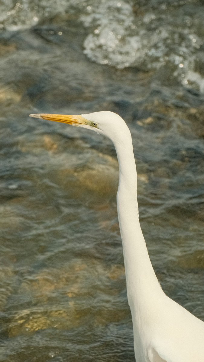 AshFindsBirds's tweet photo. Posting the last of the Japanese birds..... because its spring migration season here in NYC and we got North American birds to report!! Here's an Easter Great Egret standing tall and proud in a river in Kyoto! https://t.co/HTkayqNosC