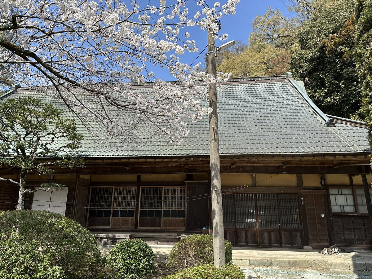 お庭の桜🌸が満開になりました。そんな小春日和は眠気を誘う🐕‍🦺