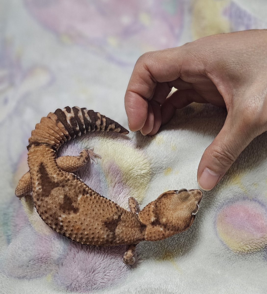 あらみぃ❁*。 tweet media