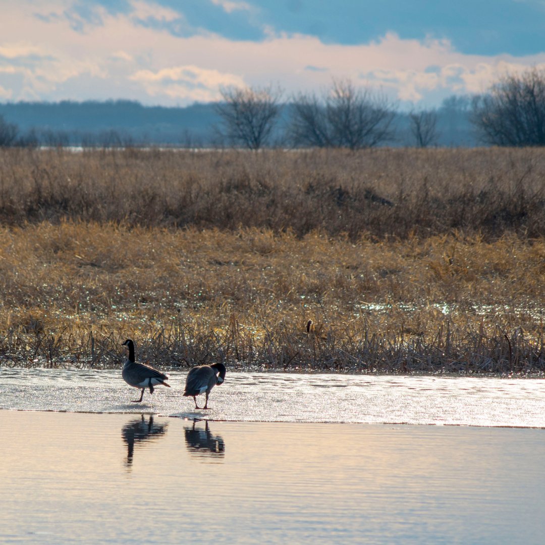 BeaverHillsBiosphere (@bhbiosphere) on Twitter photo Spring is in the air!🪺Why not plan a weekend getaway to explore nature in the <a href="/BHBiosphere/">BeaverHillsBiosphere</a>? Check out our Tourism Directory for places to stay, things to do & more! 🏕️beaverhills.ca/explore/touris…
Do you have a business in the Beaver Hills? Add yourself to our directory for free! Spring is in the air!🪺Why not plan a weekend getaway to explore nature in the <a href="/BHBiosphere/">BeaverHillsBiosphere</a>? Check out our Tourism Directory for places to stay, things to do & more! 🏕️beaverhills.ca/explore/touris…
Do you have a business in the Beaver Hills? Add yourself to our directory for free!