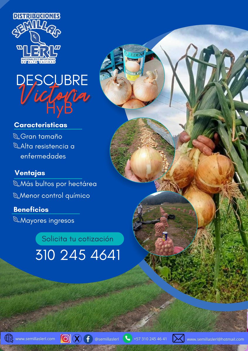 semillaslerl's tweet photo. Cebollas rojas, amarillas  o blancas, nosotros las tenemos, Contáctanos todo Colombia 🇨🇴🇨🇴 3102454641 3112440164 @semillaslerl #verduras #cebollas #semillas #hortalizas Dale me gusta a la publicación y síguenos en nuestras redes https://t.co/v2Fc53xoa8