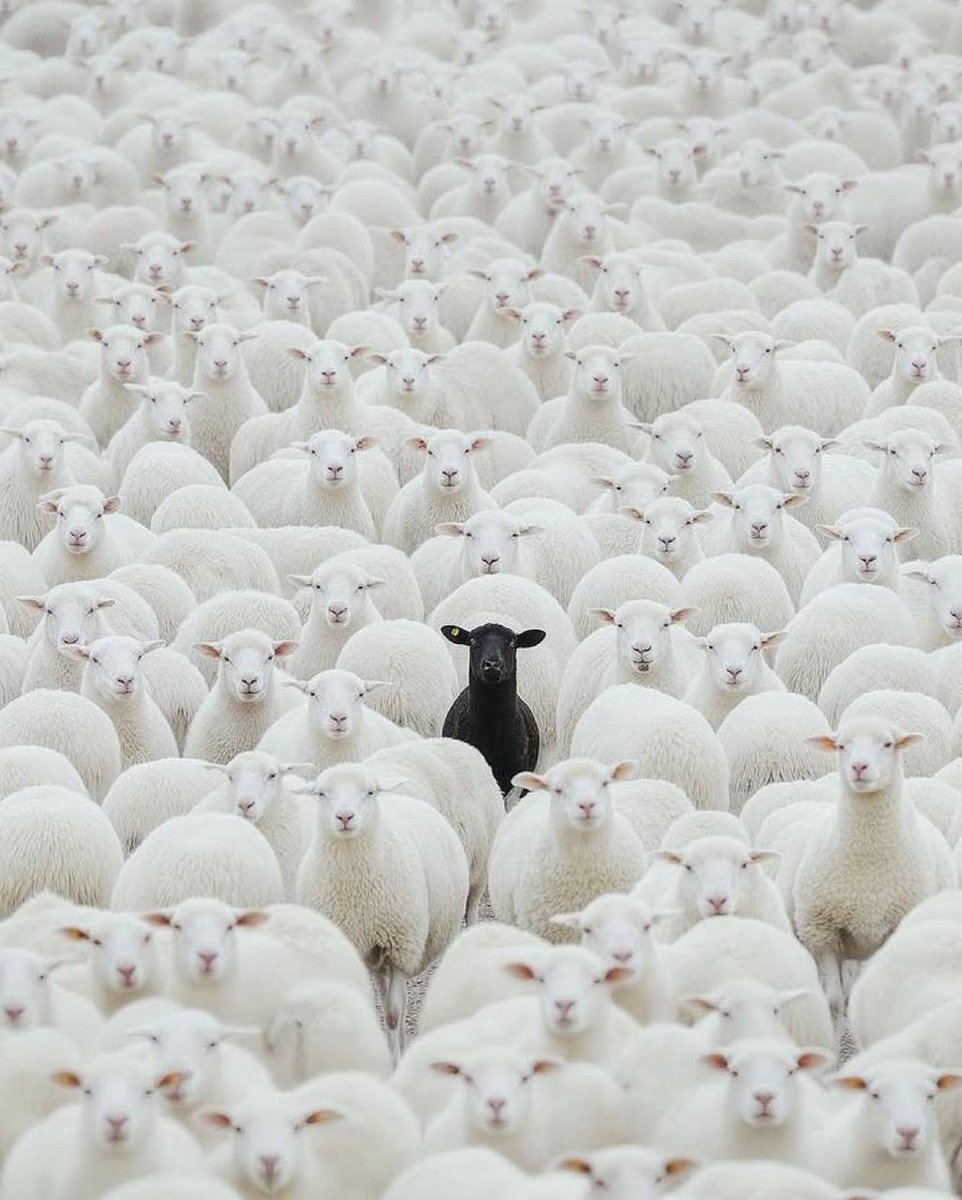 alee_zaiman's tweet photo. @Brainsofweb3 @Brainsofweb3 
Na you be that Black Goat.......
For ever remain Bless https://t.co/uPGvXWJ4f3
