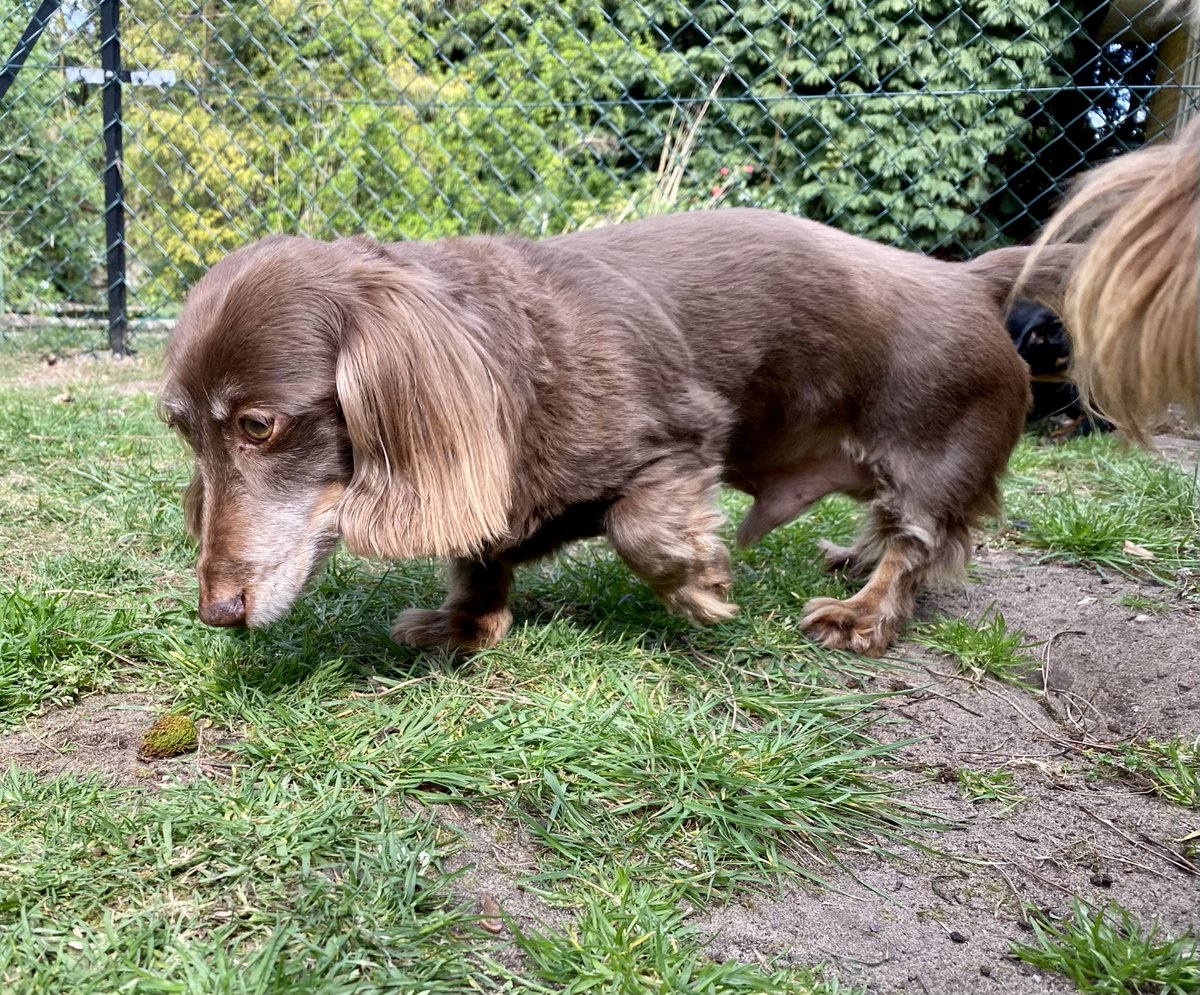 SausageDogHotel's tweet image. "What the hell is that?" - Nougie spots something he's not sure about...