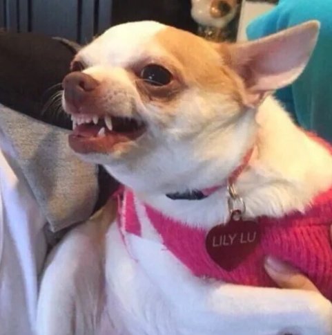 UnaTalMaka_'s tweet photo. Cuando le dicen                    Cuando le dicen
Rana René                        //             Mia Khalifa https://t.co/xbfiYjs2MX