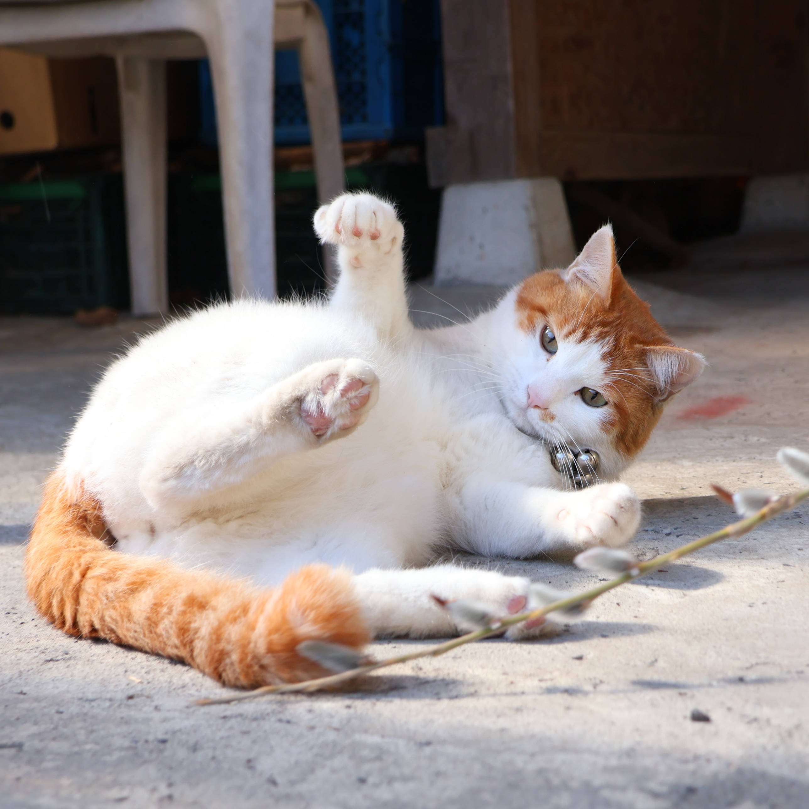 ねこやなぎ ねこやなぎ - Search / X
