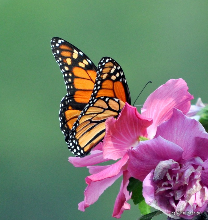 rachidH's tweet photo. #Butterfly #MonarchButterfly #Danaus #Dplexippus #CommonTiger #Tiger #PapillonMonarque #Papillon #Monarque #ButterflyBush #Sparta #NJ #NewJersey #Entomology
Rachid H shared a photo with you from the Flickr app! Check it out:
https://t.co/si9Kzt9trI https://t.co/PJCB7VwjlF