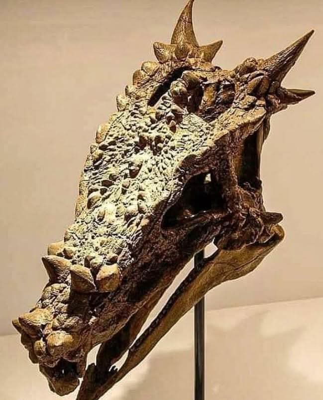 This fossilized skull may look like something out of a fantasy novel, but it’s a real prehistoric discovery. The skull belongs to *Dracorex hogwartsia*, an armored dinosaur from the Late Cretaceous period, specifically the Upper Maastrichtian stage. The name “Dracorex,” meaning “dragon king,” perfectly suits its dragon-like appearance, with spiky ridges, a rugged elongated skull, and bony protrusions. Its striking resemblance to mythical creatures serves as a fascinating reminder that some dinosaurs had features that mirrored legends long before humans ever imagined them.

A reconstructed image of *Dracorex hogwartsia* gives us a glimpse into what this dinosaur may have looked like in life. As a member of the pachycephalosaur family, it had a distinctive skull adorned with spiky armor, setting it apart from many of its relatives. The combination of its dinosaurian traits with the fearsome look of a dragon sparks curiosity and wonder, making this species a favorite among both scientists and dinosaur enthusiasts.

Discovered in the late 2000s, the skull has contributed valuable insights into the diversity of Late Cretaceous species. It has helped paleontologists better understand the evolutionary adaptations of dinosaurs before the mass extinction event. This find adds another piece to the puzzle of prehistoric life, showcasing the incredible variety of creatures that once roamed the Earth.

#drthehistories
