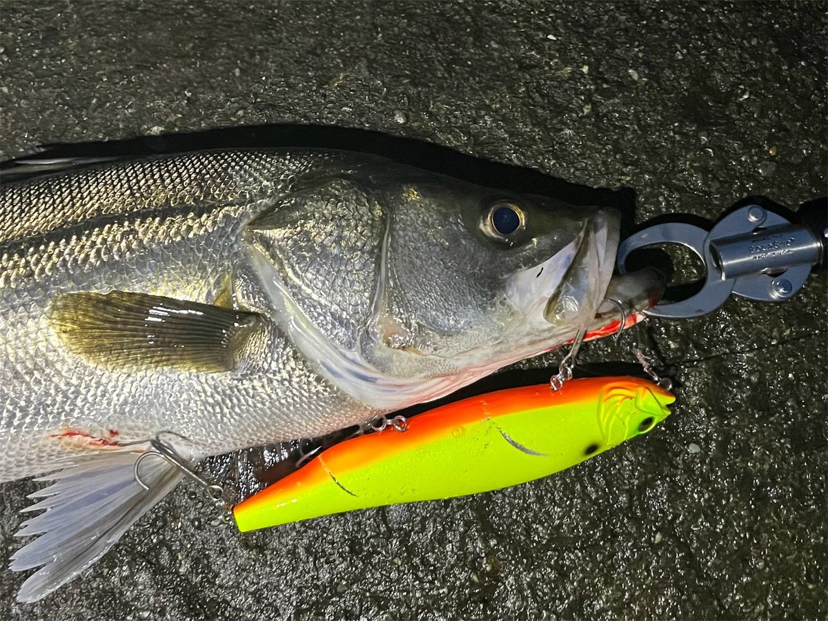 シーバス釣行は久しぶり
ハクパターン
俺の勝ち
#湘南鱸 #湘南シーバス #MEGADOG