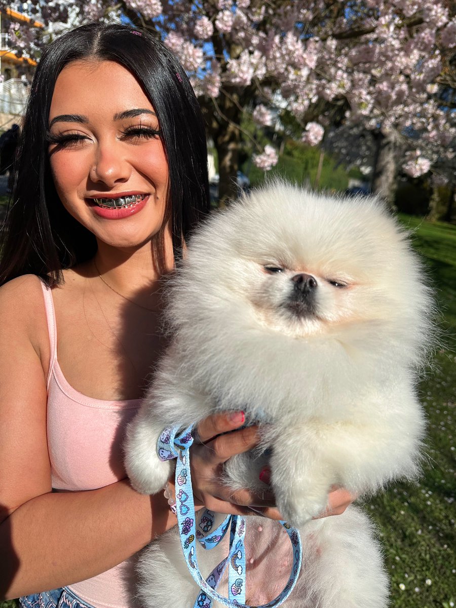 holottacheese's tweet image. 🌸🌸