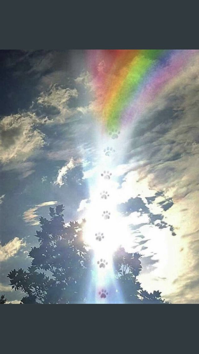 Mrs Andi Wheeler 🦓🦸🏊🚴🧑‍🦼 tweet media