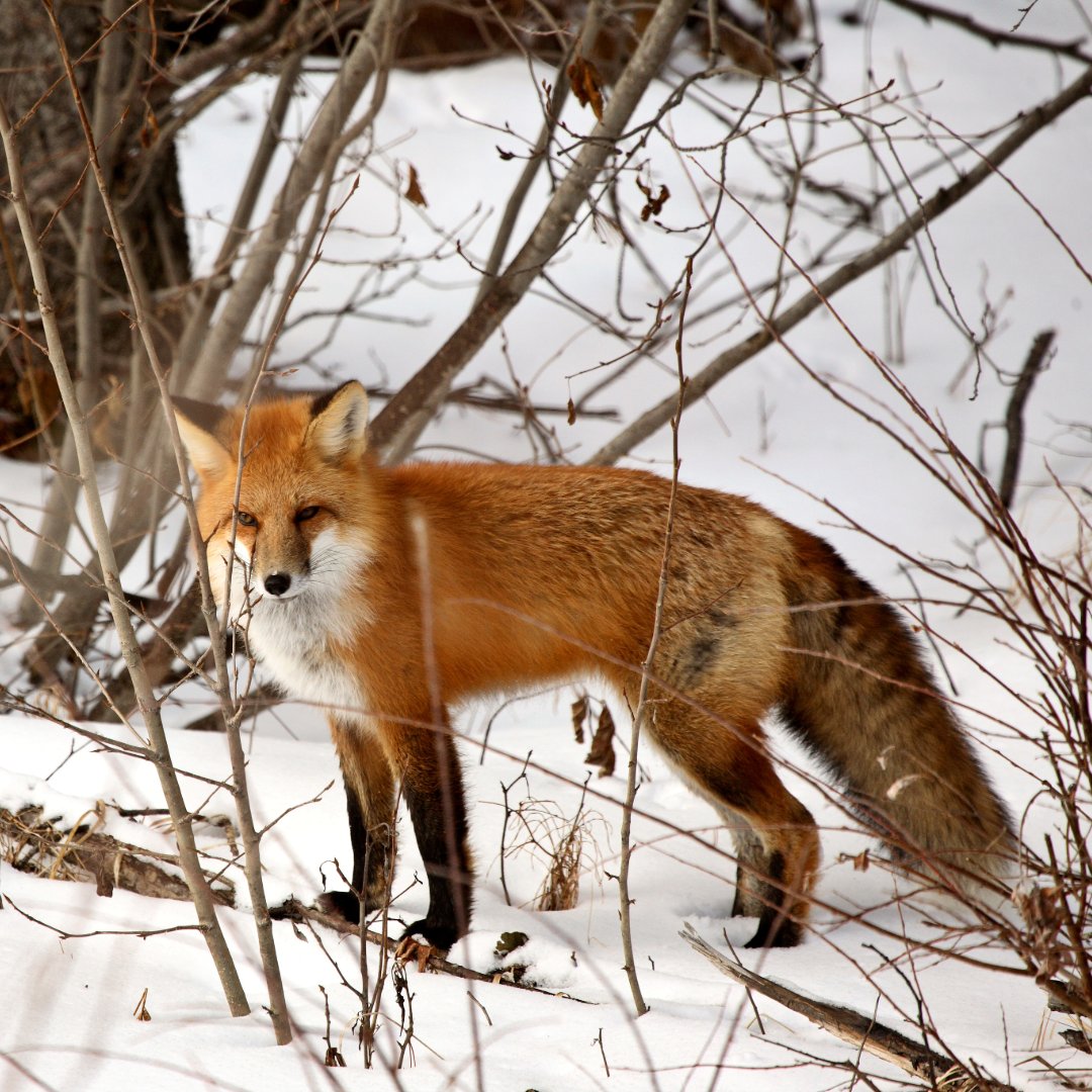 BeaverHillsBiosphere (@bhbiosphere) on Twitter photo DYK? <a href="/BHBiosphere/">BeaverHillsBiosphere</a> is home to a variety of mammals, birds, amphibians, & plants!? 🦊Want to explore more or challenge yourself to #GetOutdoors? Visit our iNaturalist page to discover the species that call this place home & contribute to citizen science!
🫎inaturalist.org/projects/beave… DYK? <a href="/BHBiosphere/">BeaverHillsBiosphere</a> is home to a variety of mammals, birds, amphibians, & plants!? 🦊Want to explore more or challenge yourself to #GetOutdoors? Visit our iNaturalist page to discover the species that call this place home & contribute to citizen science!
🫎inaturalist.org/projects/beave…
