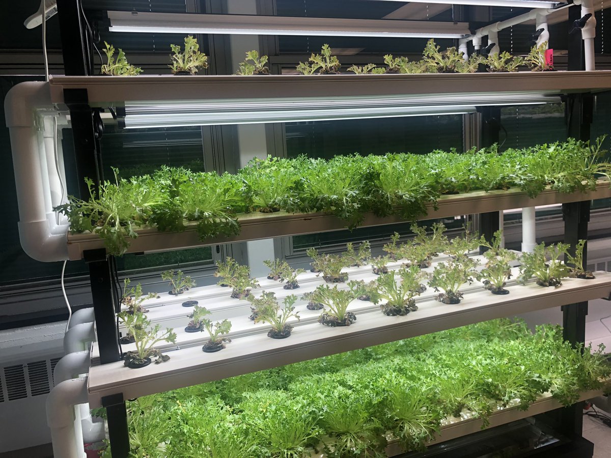Aquaponics update: green salinova thriving, red salinova still going!