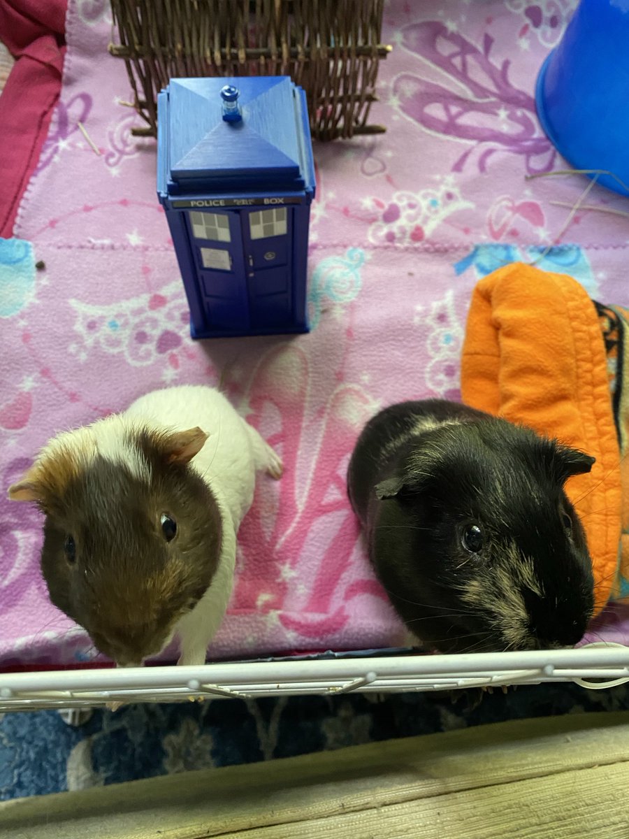 Oscar (@felixandoscar1) on Twitter photo 🌈#FelixFriday flashback to that time the TARDIS materialized in our apartment. #doctorwho 🌈#FelixFriday flashback to that time the TARDIS materialized in our apartment. #doctorwho