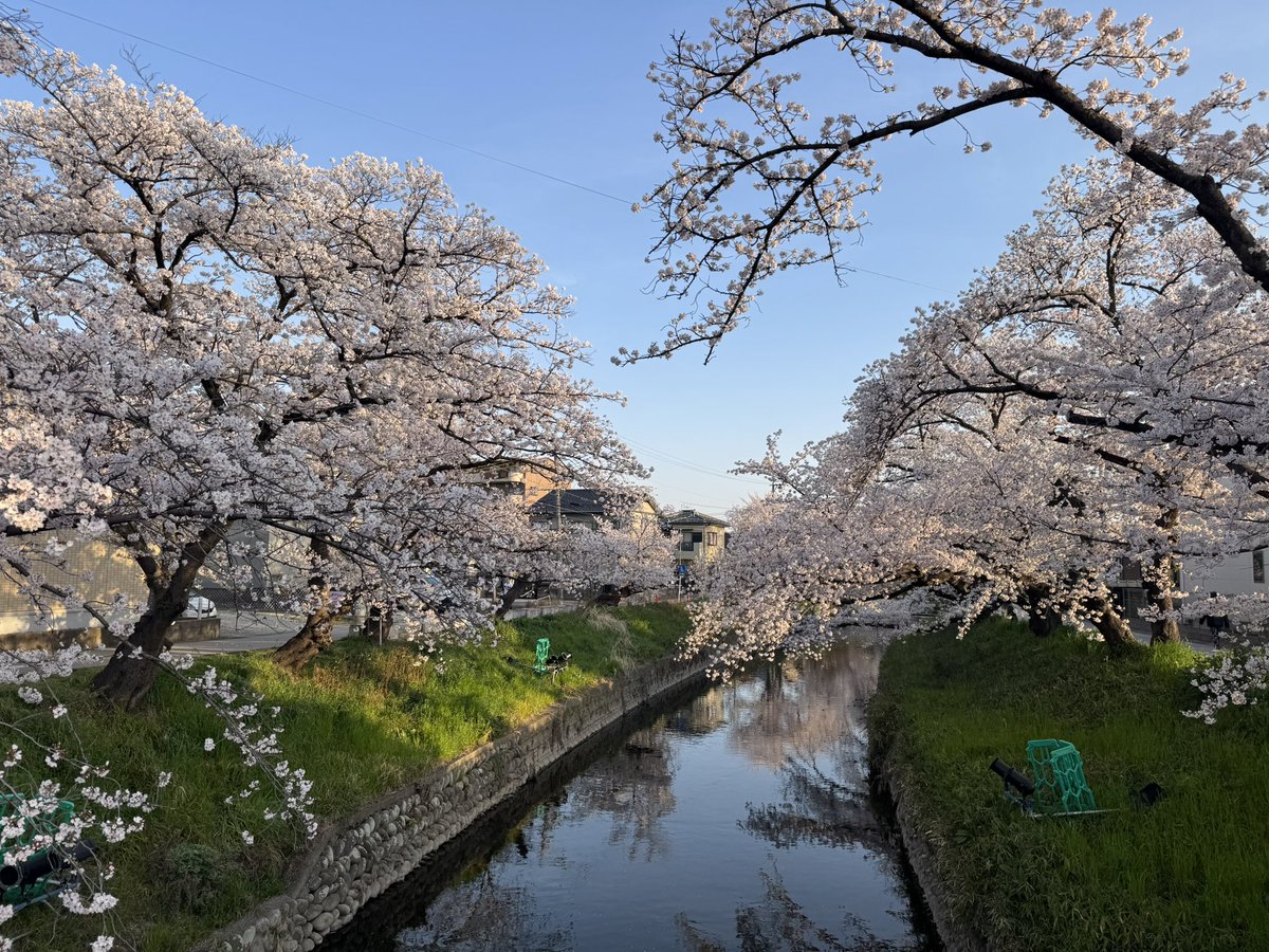 EBInoHIRO's tweet photo. 五条川の桜、満開。朝、仕事帰りに見学。

#五条川 https://t.co/K2Osmxyi6m