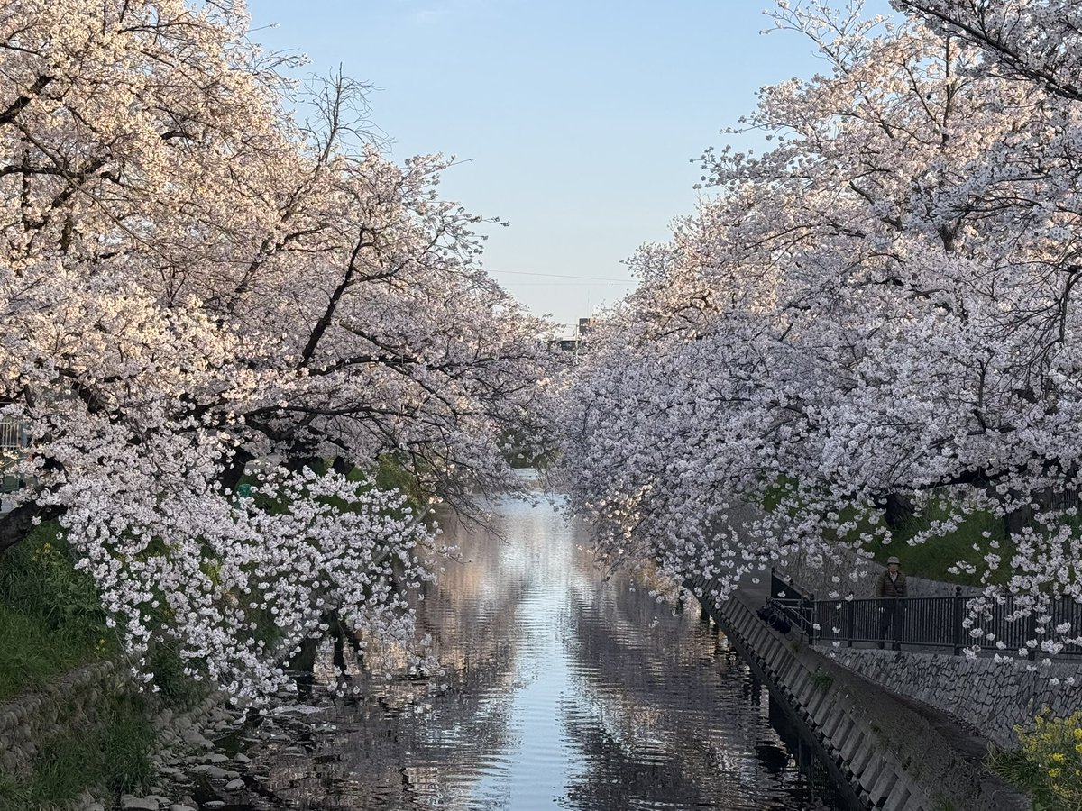 EBInoHIRO's tweet photo. 五条川の桜、満開。朝、仕事帰りに見学。

#五条川 https://t.co/K2Osmxyi6m