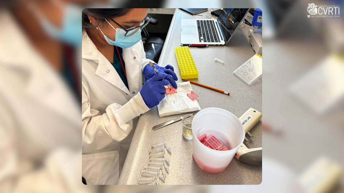 UofU Nora Eccles Harrison CVRTI (@neh_cvrti) on Twitter photo Hands-on heart research! 👩🔬 Behind every breakthrough is meticulous lab work. Here, Ana is preparing mouse heart tissue for paraffin embedding. Go Drakos Lab! 🫀
<a href="/ThirupuraShank1/">Thirupura Shankar</a> <a href="/StavrosDrakos/">Stavros George Drakos</a> <a href="/UofUInternalMed/">University of Utah Department of Internal Medicine</a> <a href="/UtahHealth/">State of Utah</a> <a href="/UofUResearch/">Research at the U</a> Hands-on heart research! 👩🔬 Behind every breakthrough is meticulous lab work. Here, Ana is preparing mouse heart tissue for paraffin embedding. Go Drakos Lab! 🫀
<a href="/ThirupuraShank1/">Thirupura Shankar</a> <a href="/StavrosDrakos/">Stavros George Drakos</a> <a href="/UofUInternalMed/">University of Utah Department of Internal Medicine</a> <a href="/UtahHealth/">State of Utah</a> <a href="/UofUResearch/">Research at the U</a>