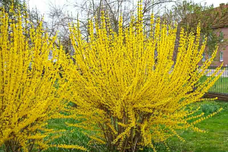 320SilverLake's tweet photo. 🌼 Transform your garden with the vibrant beauty of Lynwood Forsythia! Bright yellow blooms signal the arrival of spring. Hardy, low-maintenance, and perfect for hedges or accents. 

👉 Add a pop of sunshine to your landscape today! #Forsythia #SpringGarden https://t.co/g6W4TBlGsr