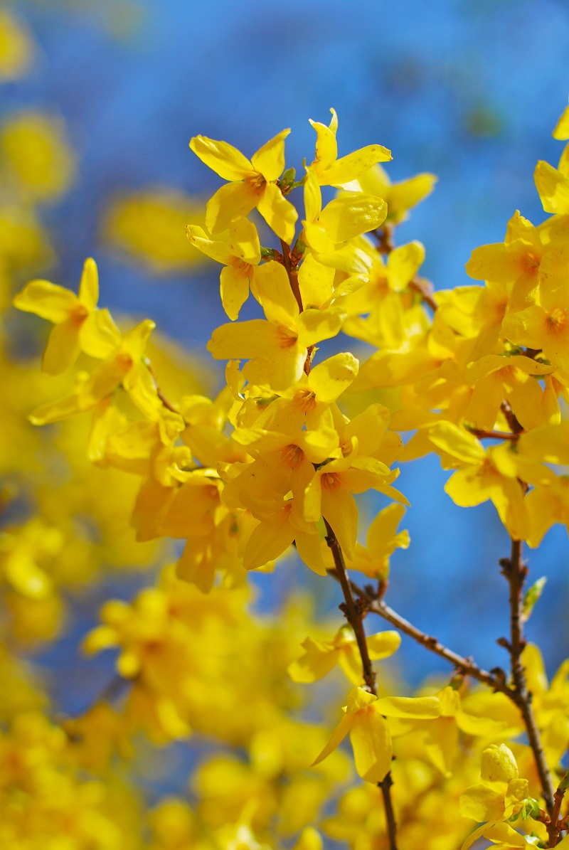 320SilverLake's tweet photo. 🌼 Transform your garden with the vibrant beauty of Lynwood Forsythia! Bright yellow blooms signal the arrival of spring. Hardy, low-maintenance, and perfect for hedges or accents. 

👉 Add a pop of sunshine to your landscape today! #Forsythia #SpringGarden https://t.co/g6W4TBlGsr