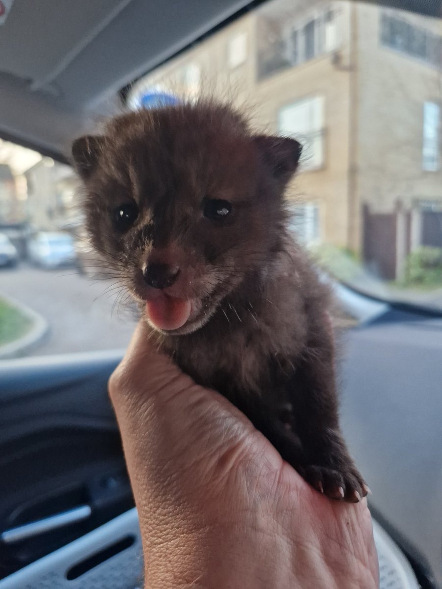 A sweet little cub no bigger than a hand found by the side of a busy road.... look at that little face. Safe and sound now away from the traffic.  <a href="/ChrisGPackham/">Chris Packham</a> #Foxoftheday