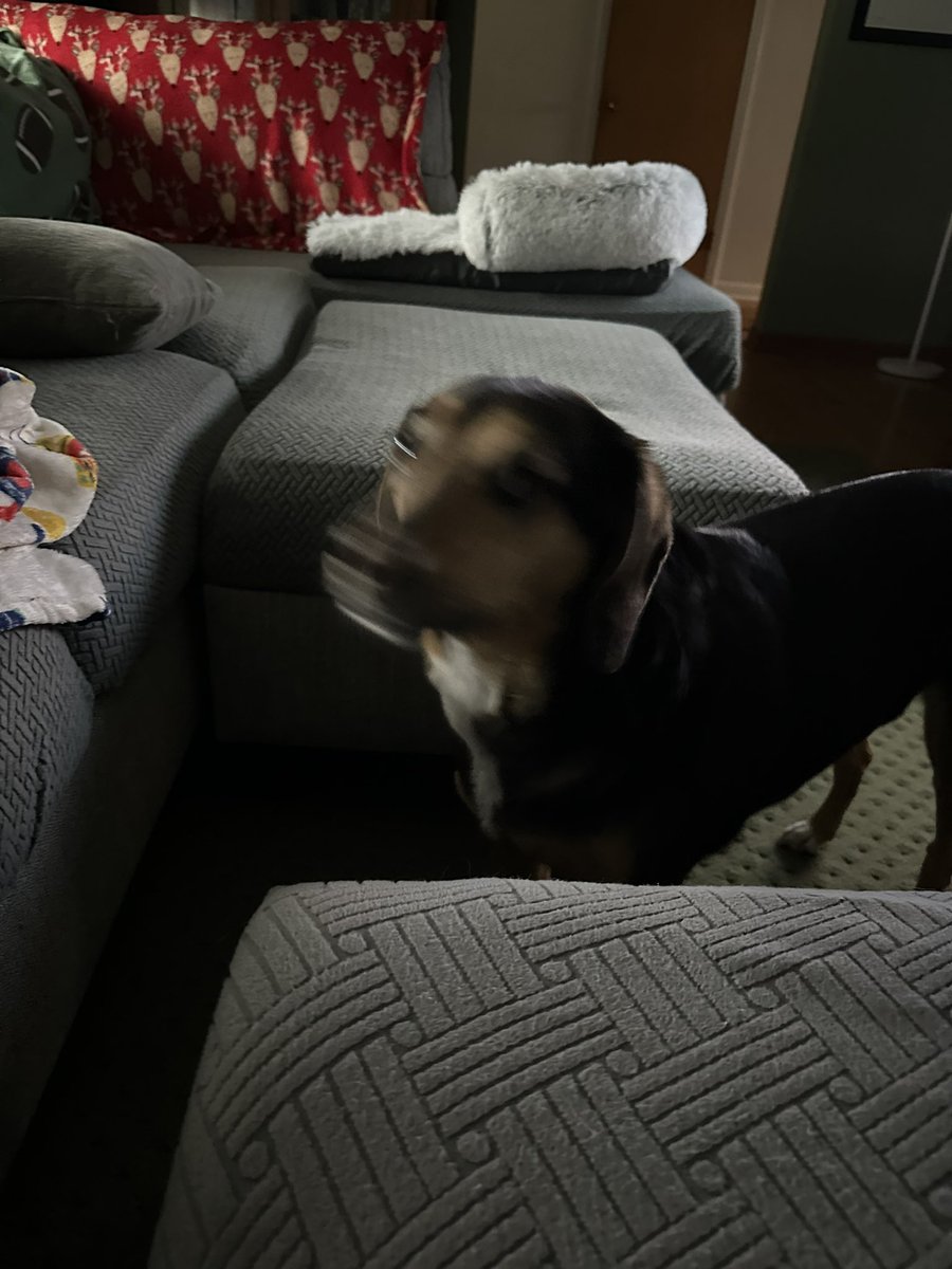 🐶Barb🐾🟦❤️🇺🇸✊🏻🗳️💙🪷 tweet media