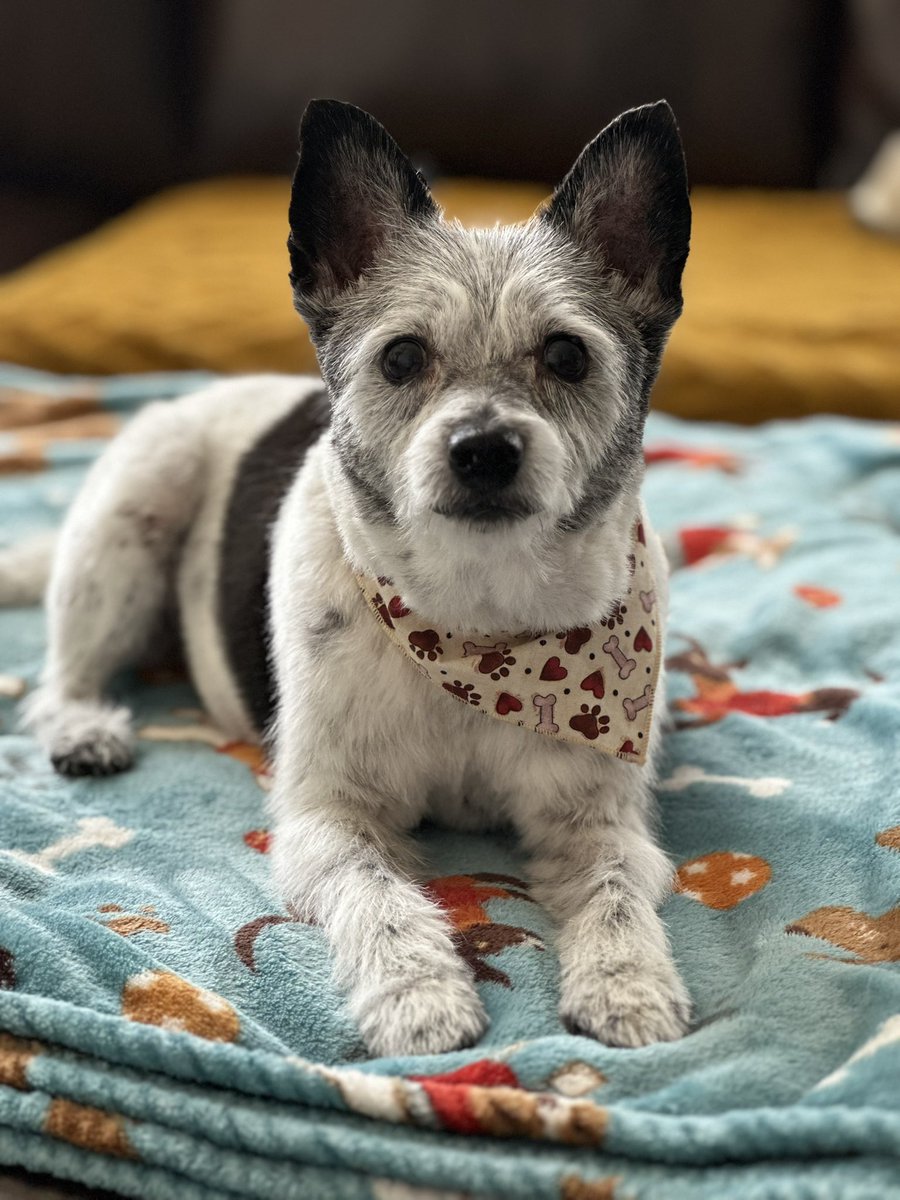 Parker got a fresh haircut today!!!