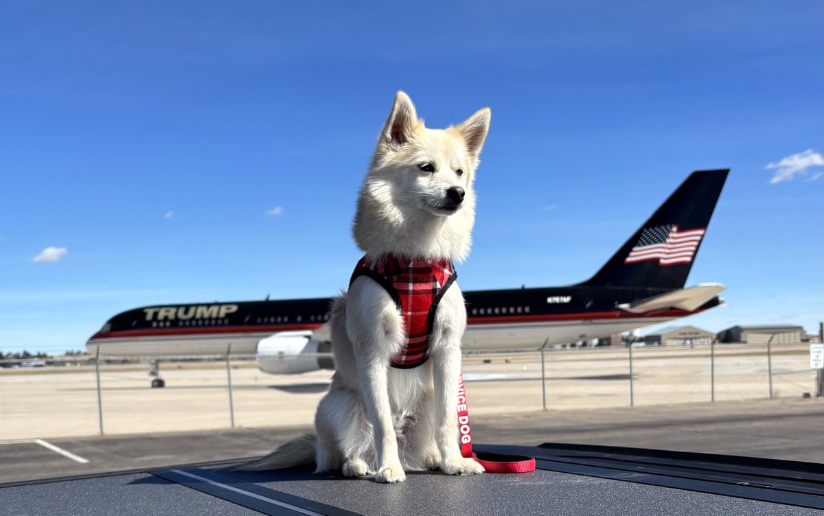 wjmoore27's tweet photo. @GuntherEagleman My Pomsky, Jacob ! https://t.co/g9c4qNYe5J