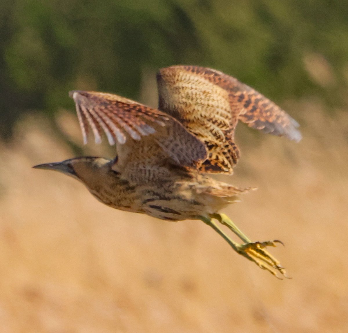 Bittern at Far Ings Today