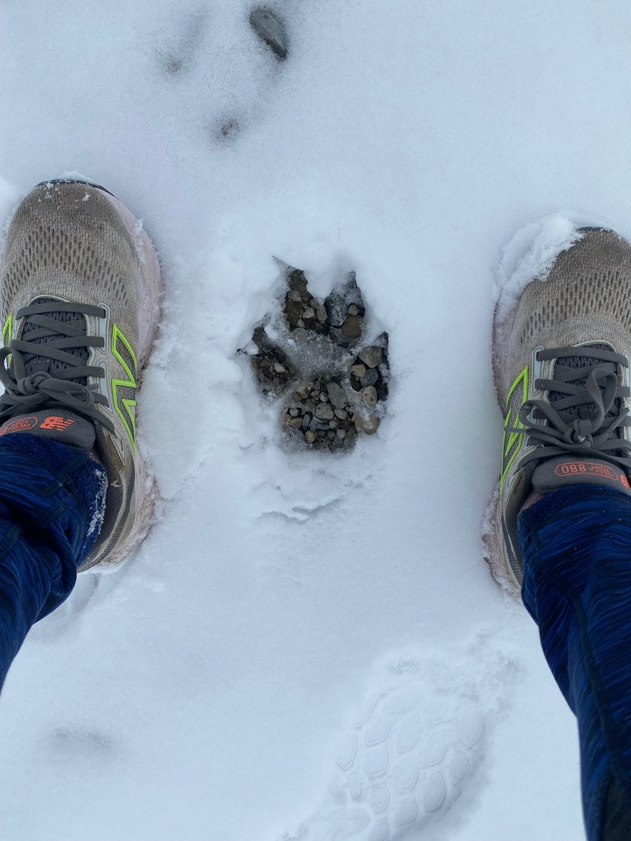 Joanne Elves tweet media