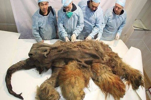 39,000 year old Mammoth Carcass. Scientists say its so well preserved that its brain is still intact https://t.co/PJXD6ORaX5