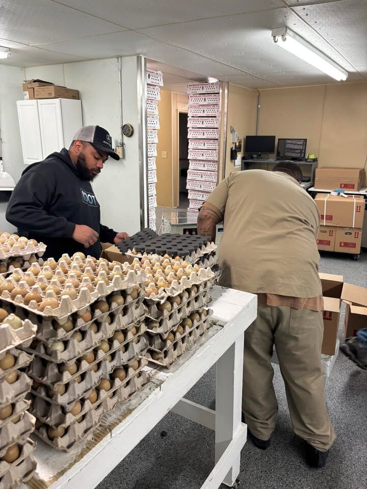 pheasantfarmer's tweet photo. Our crew worked hard this week stamping eggs for international shipment 🚚 📦  Great job team 💪 https://t.co/apVfuu0tAI