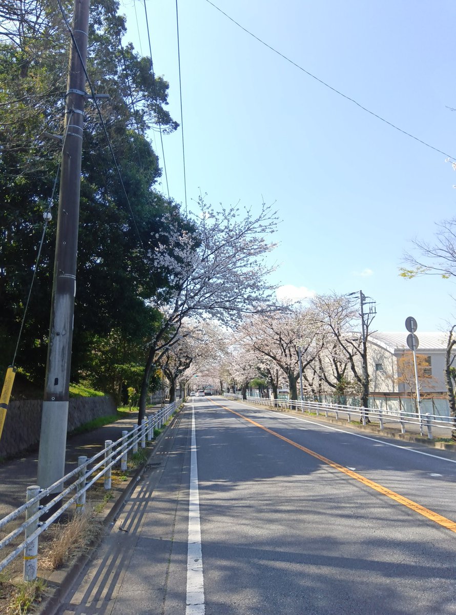 明日は誕生日。今年も何とか無事に迎えられそうです。桜が満開でとても嬉しい😆
#タイムラインが桜でいっぱい