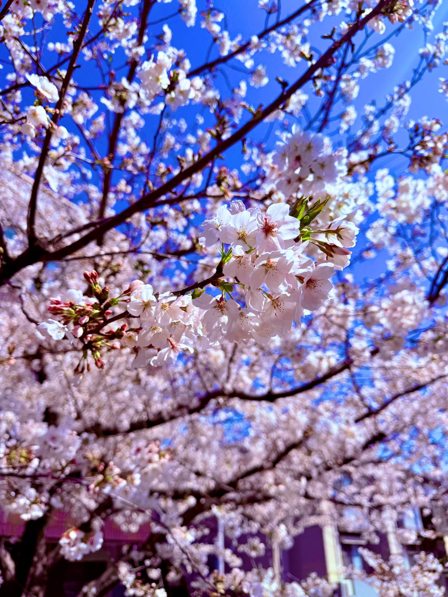 _kicks_kicks_'s tweet photo. @mrkmnkt 心穏やかに😌🌸 https://t.co/3KfICHBGe9