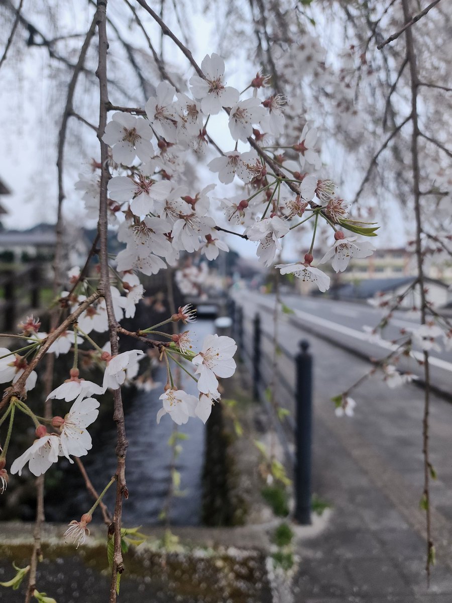 Ichi_fks's tweet photo. 早朝の桜の色が綺麗だったので少し花見。
いつもはもっと早く散ってるのにしだれ桜がまだ残ってるの珍しい。 https://t.co/iS4k6u9Rsw