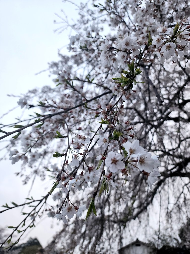 Ichi_fks's tweet photo. 早朝の桜の色が綺麗だったので少し花見。
いつもはもっと早く散ってるのにしだれ桜がまだ残ってるの珍しい。 https://t.co/iS4k6u9Rsw