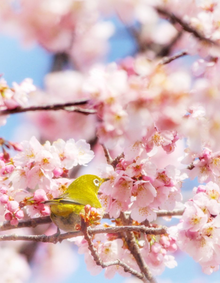 Good morning !

関東の桜は今週末で終わりかなぁ？
みなさま素敵な週末を…

#おはようございます #ｻｸｼﾞﾛｰ