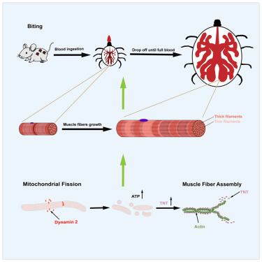 Mitochondrial fission regulates midgut muscle assembly and tick feeding capacity dlvr.it/TJydz3