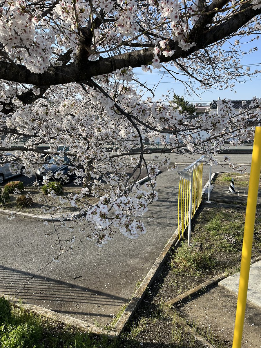yamako_ds's tweet photo. 当校自慢の桜本日満開です♪ https://t.co/K63fFnOw2f