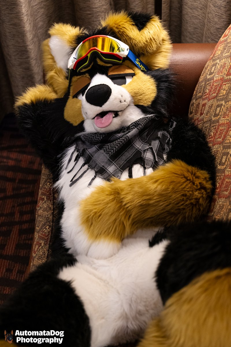 are dogs allowed on the furniture? 

🐕: <a href="/norfdog/">norf 🫠</a> 

#fursuitfriday #fursuit #furry