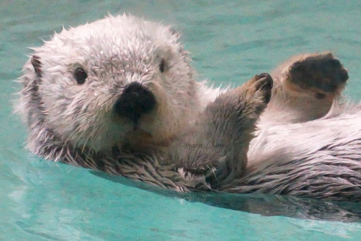 可愛いね
メイちゃん♥️♥️

#鳥羽水族館　#ラッコ
