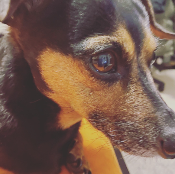 SerialThrilled's tweet photo. #serialthriller #dauchshund #dauchshundsofinstagram #dauchshundsofinstagram🌭🐶🐾 #dauchshundsofig #dog #doglife https://t.co/OUTNxpZ9a4