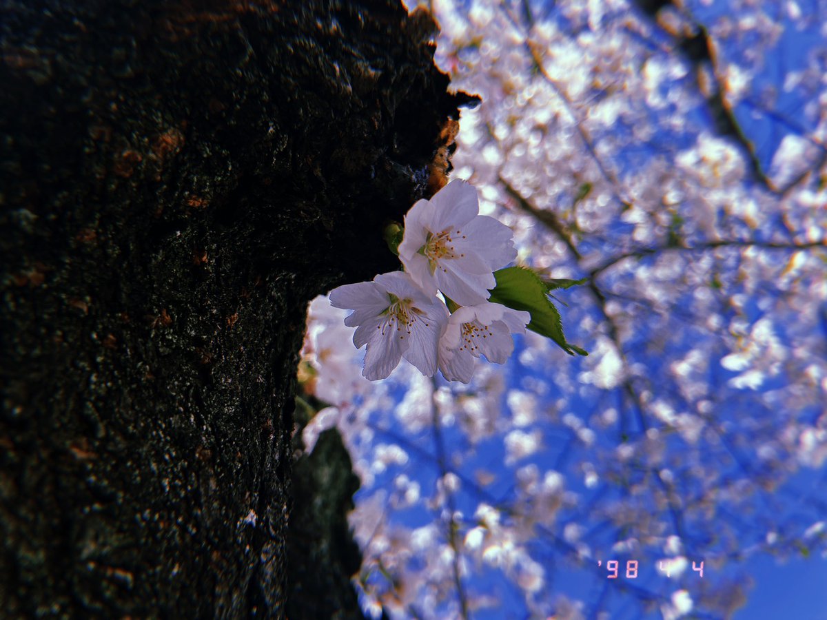お誕生日おめでとう🌸今年は桜が保ちましたね。笑えてますか？ゆっくり出来てますか？