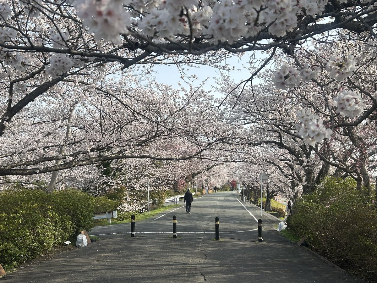 senokuniya's tweet photo. 五十鈴川の桜が満開🌸
今日が一番の見頃かも？ https://t.co/76J0zUqI7s