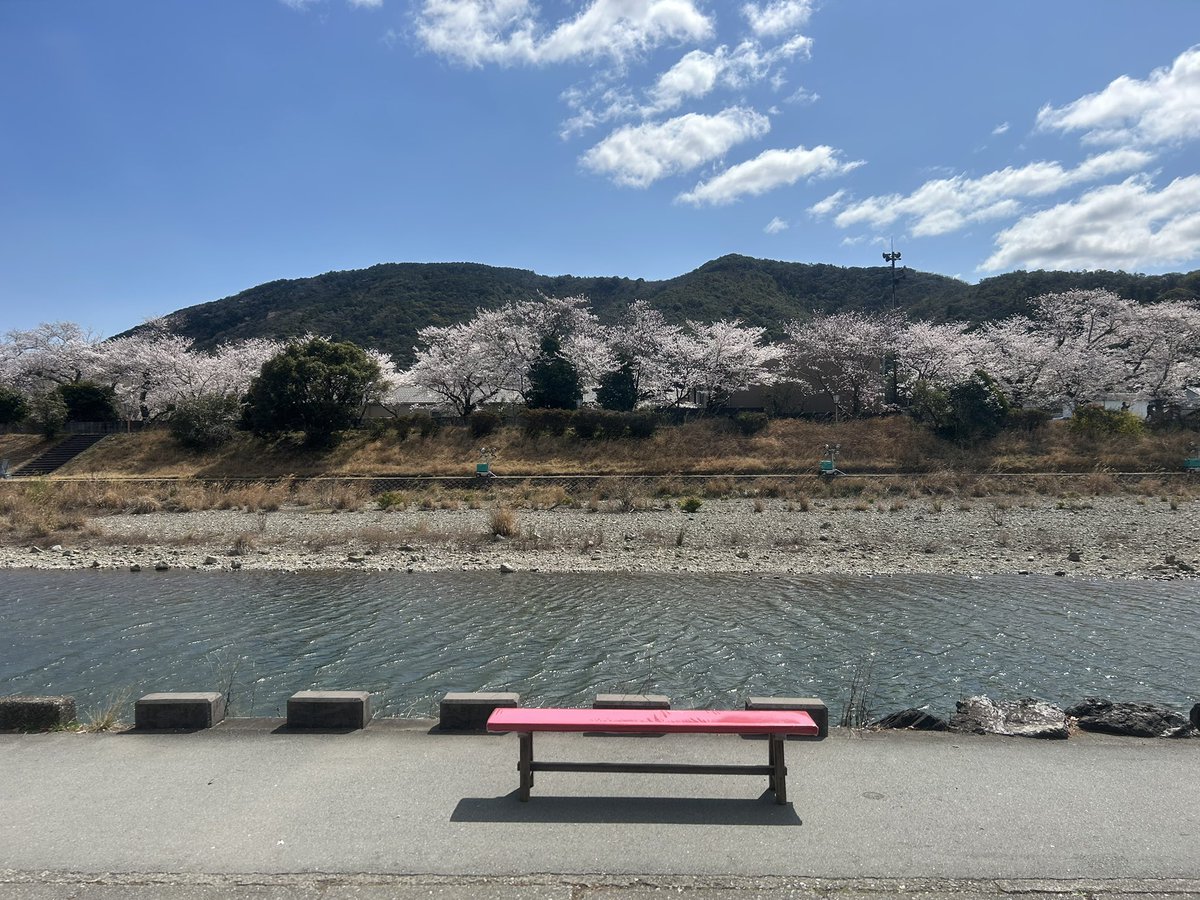 senokuniya's tweet photo. 五十鈴川の桜が満開🌸
今日が一番の見頃かも？ https://t.co/76J0zUqI7s