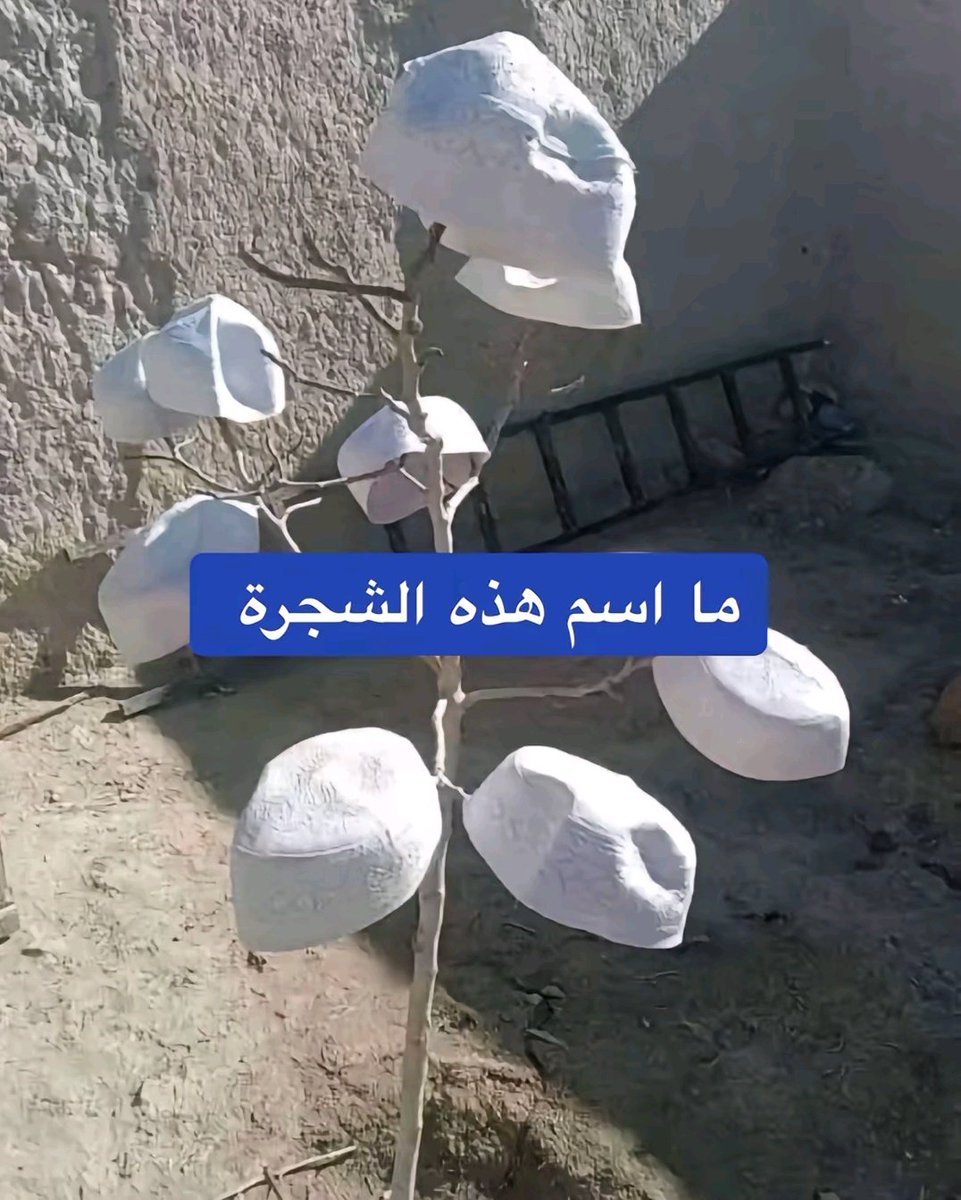 اول مره اشوف شجره زعلانه
#النصر_الهلال
هههههههههههههههههههههههههههههههههههههههههههههههههههههههههه