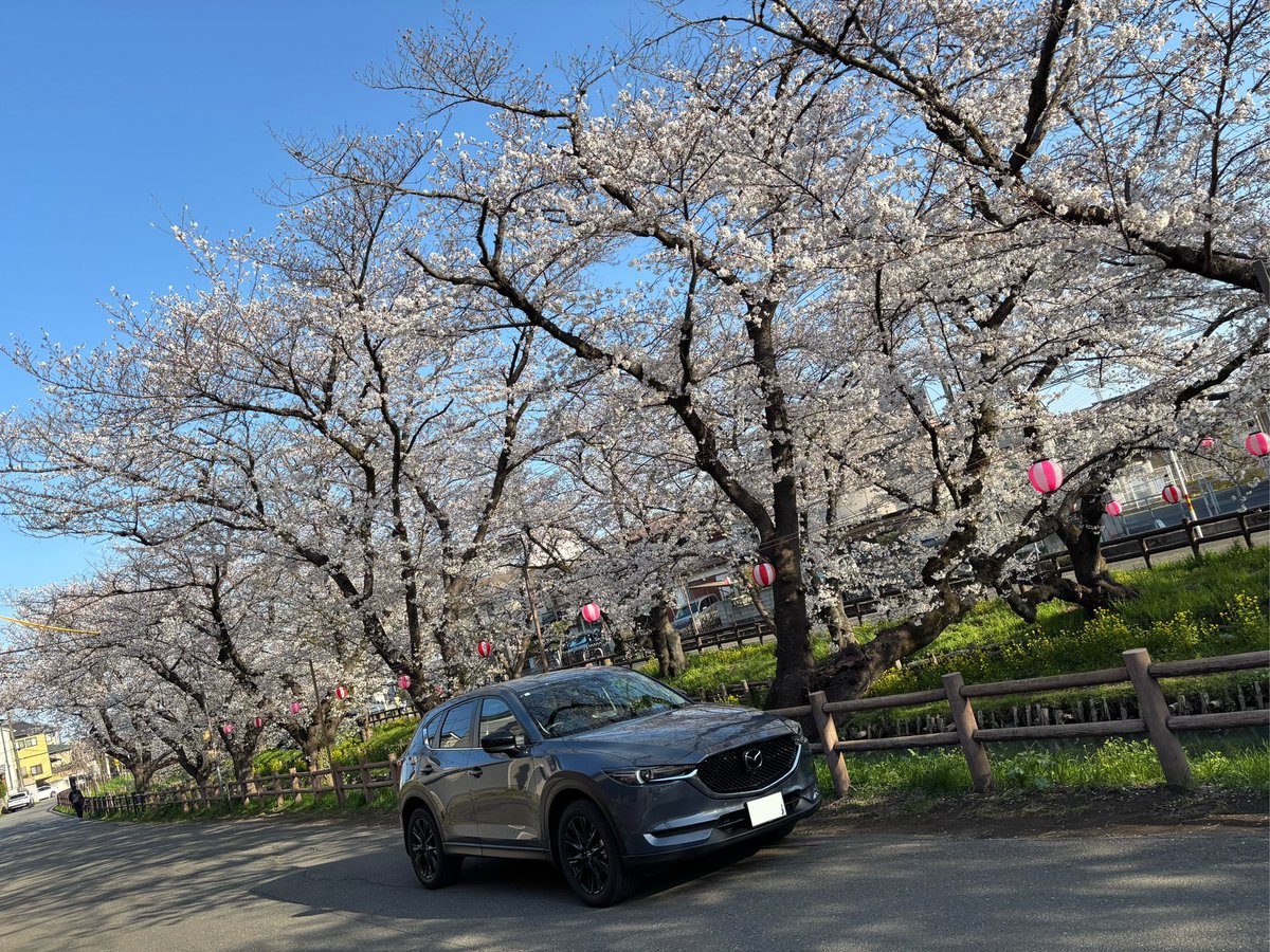 mur01k's tweet photo. 川越へ今年も花見にドライブしました
川越氷川神社の裏にある誉桜です
今シーズン最後の機会に間に合いました

#cx5
#withMazda 
#川越氷川神社
#誉桜 
#新河岸川 https://t.co/I8Te0h0sPi