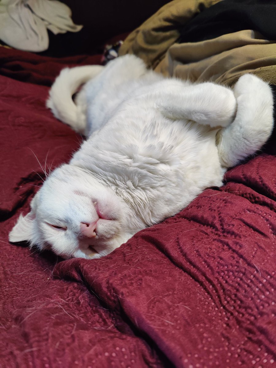 L. R. Bergquist - Author tweet media