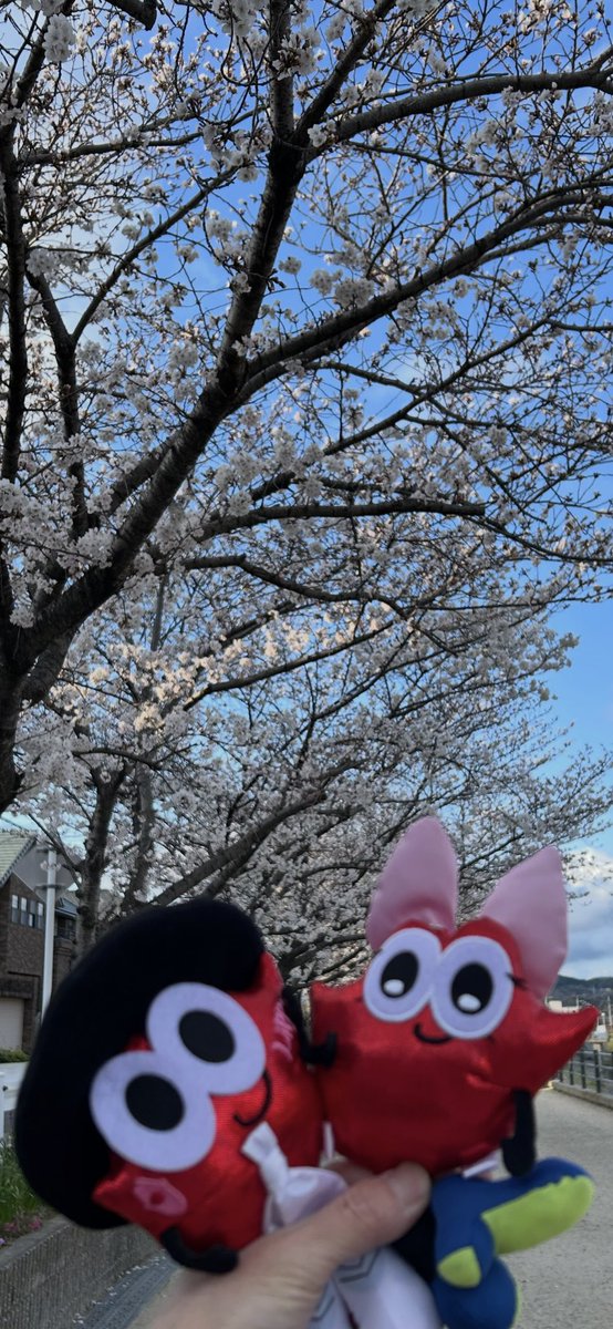 norissy24's tweet photo. 🌸全国からNissyへ春をお届け📣🌸

#Nissy_Re10th 全力で完走したNissyへ全国から桜のプレゼント🎁

兵庫　猪名川沿いの桜🌸

#Nissy_NBC 
#Nissy_Re10th最高の到達点をありがとう
#Nissyに私達から春のお知らせ
#各地の桜
#NissyへLippy_Rujju_桜

@NissyStaff https://t.co/HjL0uRkWNH