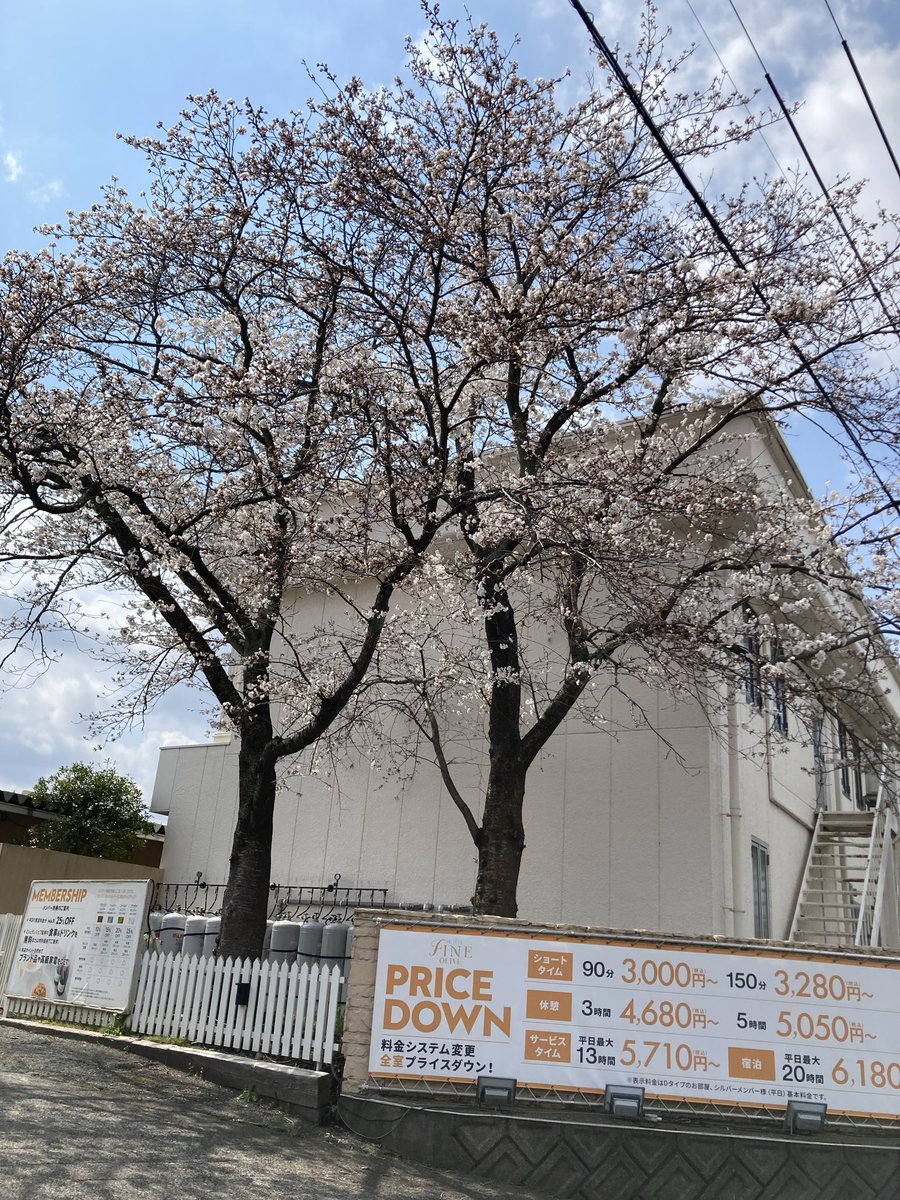 f_tottori's tweet photo. こんにちは😃ファイン鳥取＆オリーブ鳥取中の人です( ◠‿◠ )お店の桜🌸が満開に近い状態になりました。今週中には満開になりそうです。今日は大好きな土曜日😍お客様のご来店スタッフ一同心よりお待ちしております🌸

https://t.co/PDTyRX4mii

https://t.co/D9LDioBJhB https://t.co/c8um2gZr45